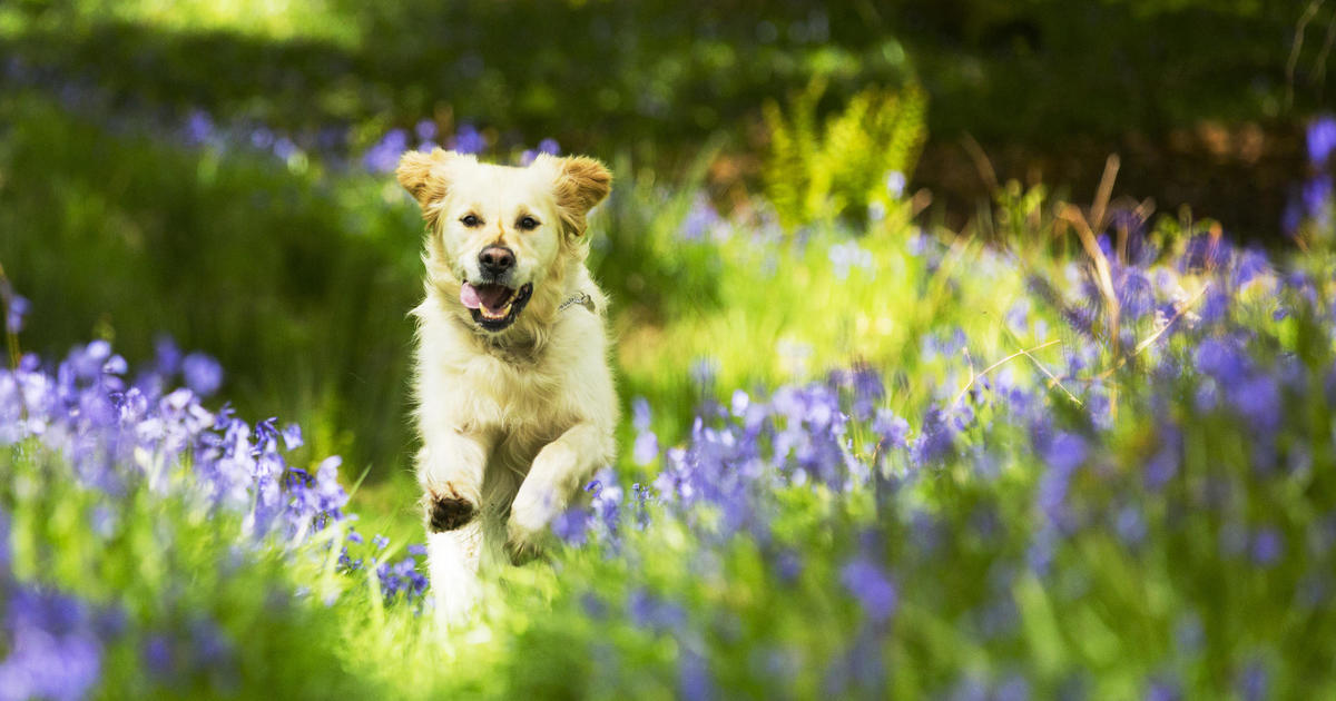 Why You Should Get Dog Insurance This Spring