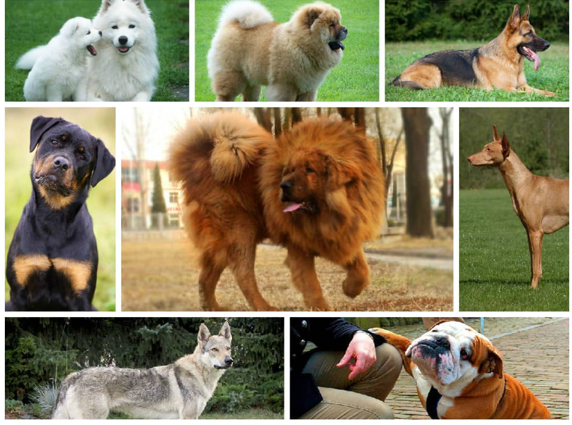 Top 10 Most Popular Dog Breeds in The World